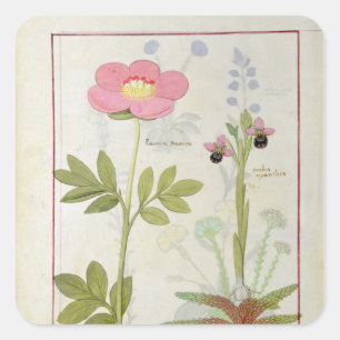 Sticker Carré Myanthos de Paeonia ou pivoine, et d'Orchis