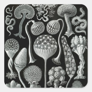 Sticker Carré Mycetozoa d'Ernst Haeckel