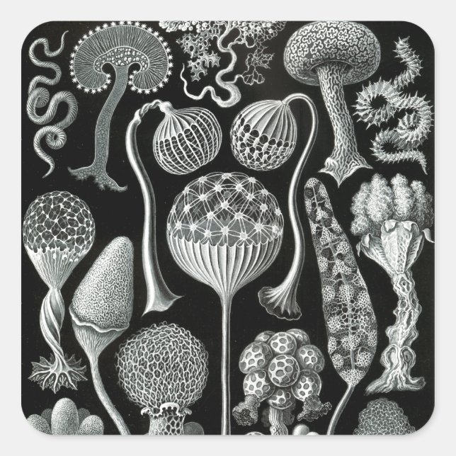 Sticker Carré Mycetozoa d'Ernst Haeckel (Devant)