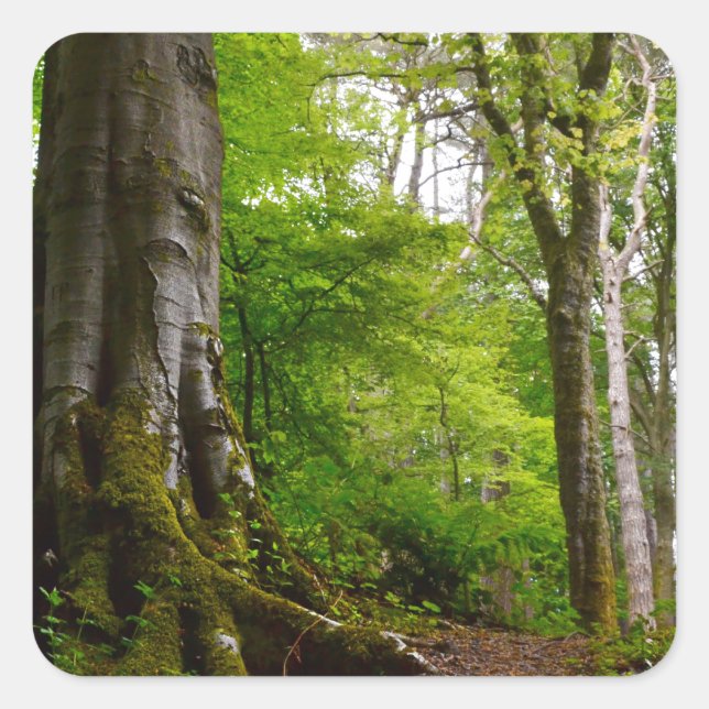 Sticker Carré Mystic Forset (Devant)