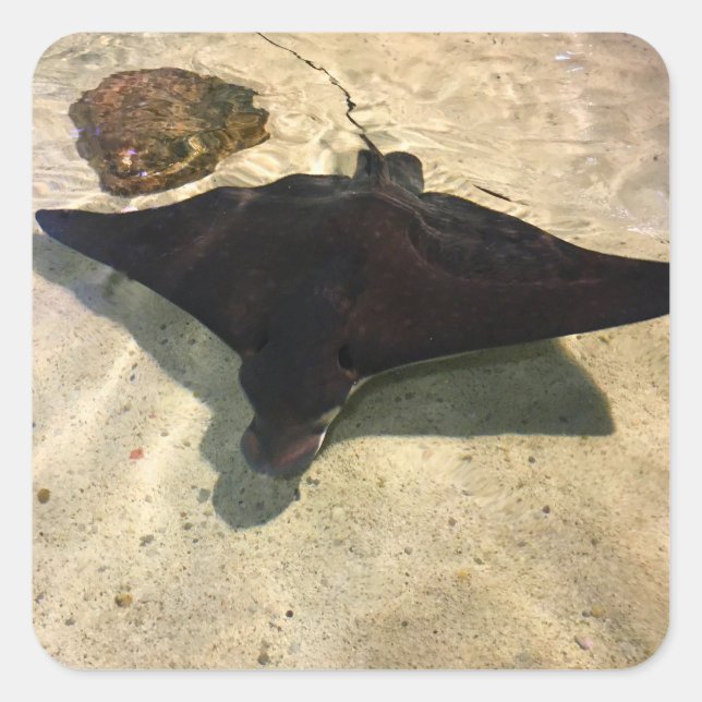 Sticker Carré Mystical Stingray (Devant)