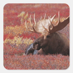 Sticker Carré N.A., États-Unis, Alaska, Parc national Denali, Ta