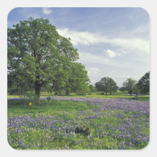 Sticker Carré N.A., États-Unis, Texas, lac de Buchanan, chênes