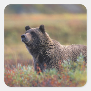 Sticker Carré NA, États-Unis, Alaska, Parc national Denali, Ours