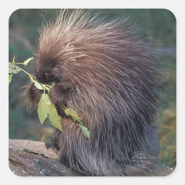 Sticker Carré NA, États-Unis, Alaska, Porcupine captif (Devant)
