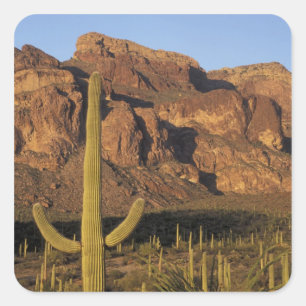 Sticker Carré NA, États-Unis, Arizona. Organ Pipe Cactus Nationa