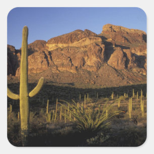 Sticker Carré NA, États-Unis, Arizona. Organ Pipe Cactus Nationa