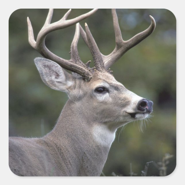 Sticker Carré NA, États-Unis, État de Washington, Cerf à queue b (Devant)