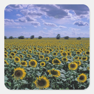 Sticker Carré NA, États-Unis, Kansas, culture de tournesol