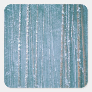 Sticker Carré NA, USA, WY. Scène hivernale neige parmi