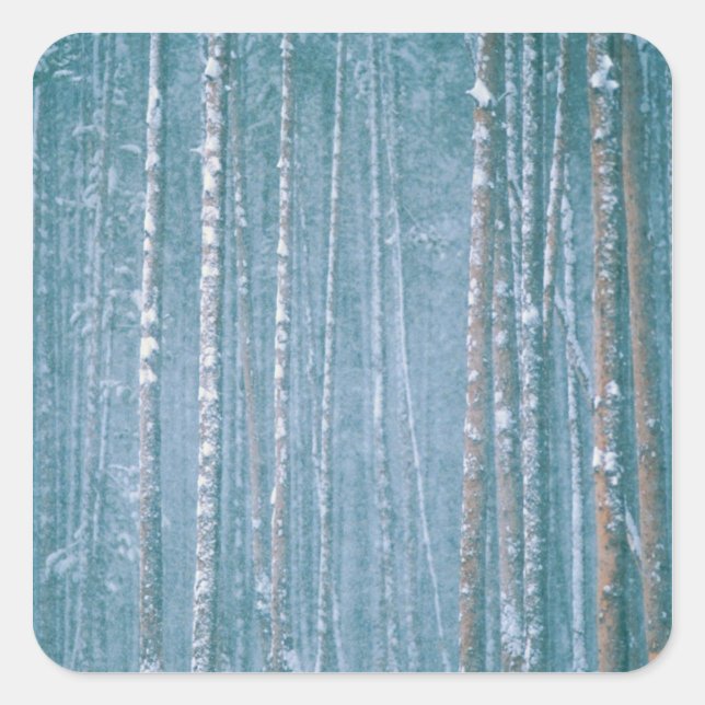 Sticker Carré NA, USA, WY. Scène hivernale neige parmi (Devant)