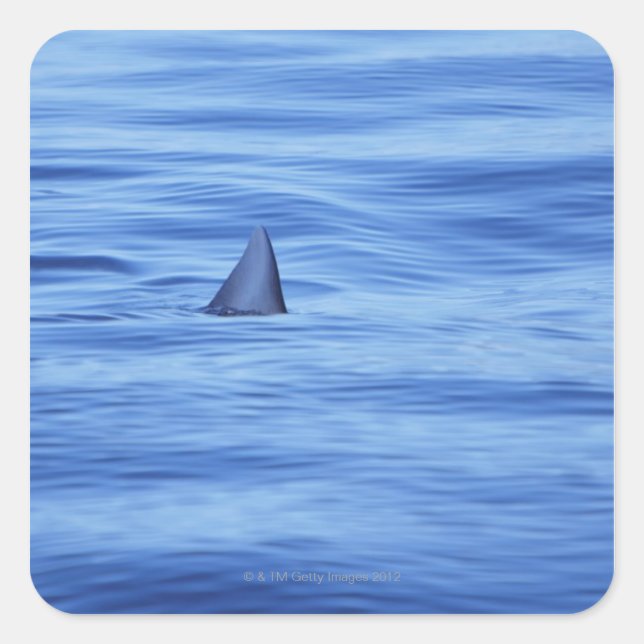 Sticker Carré Nage de requins dans l'eau de mer (Devant)