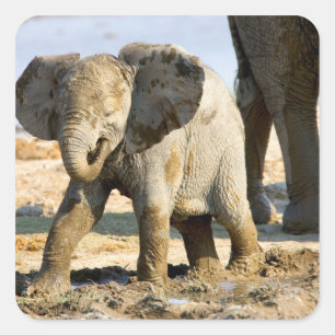 Sticker Carré Namibie, Afrique : bébé éléphant d'Afrique