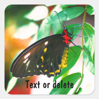 Sticker Carré Nature du papillon noir personnalisée