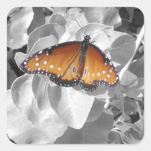 Sticker Carré Nature Orange Monarque Papillon Photo Black White