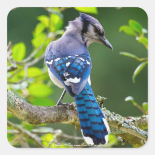 Sticker Carré Nature Photographie Shy Blue Jay Vêtements Cadeaux