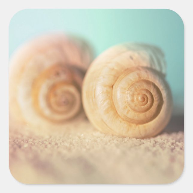 Sticker Carré Nautilus Shells (Devant)
