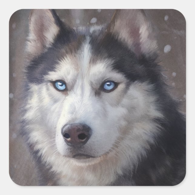 Sticker Carré Neige sibérienne Husky (Devant)