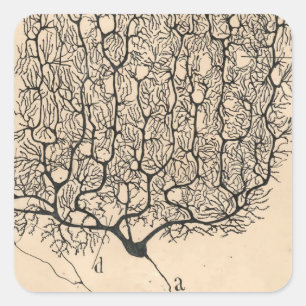 Sticker Carré Neuron Drawing By Santiago Ramón Y Cajal