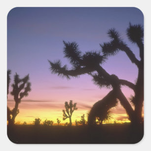 Sticker Carré NEVADA. ÉTATS-UNIS. Yuccas de Josué Yucca brevifol