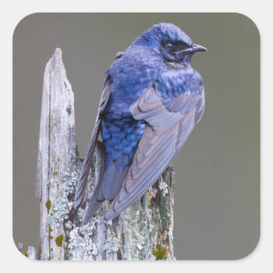Sticker Carré Nid de mâle Purple Martin au-dessus du lac Sammami