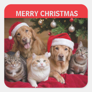Sticker Carré Noël des chats et des chiens