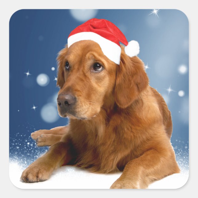 Sticker Carré Noël Mignonne Golden Retriever Chien Santa Hat Nei (Devant)