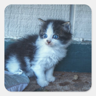 Sticker Carré Noir + Kitten blanc