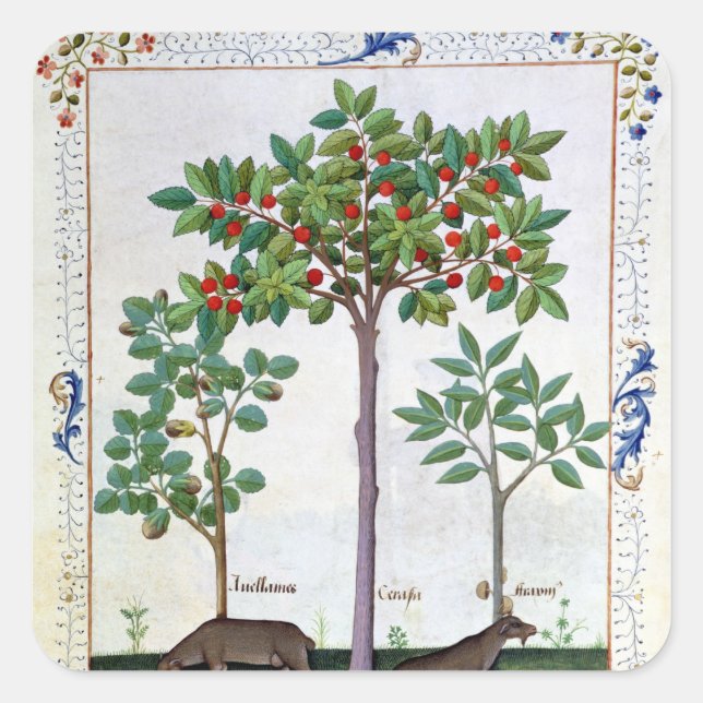 Sticker Carré Noisier Bush et cerisier (Devant)