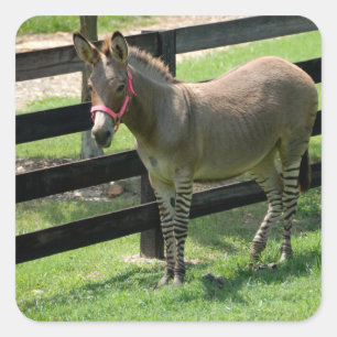 Sticker Carré Nom du zonkey pour la partie âne et zèbre