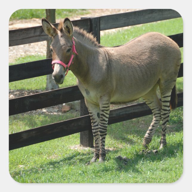 Sticker Carré Nom du zonkey pour la partie âne et zèbre (Devant)