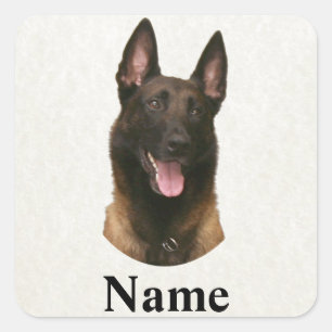 Sticker Carré nom malinois belge
