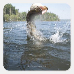 Sticker Carré Northern Pike sautant hors de l'eau dans un lac.