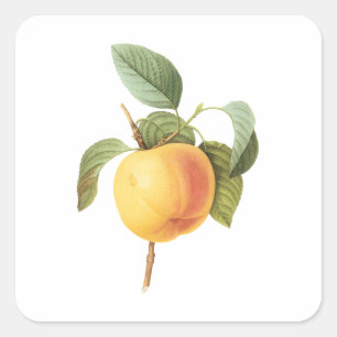 Sticker Carré Nourriture de fruits anciens, pomme Calville par R