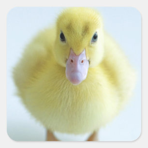 Sticker Carré Nouveau caneton