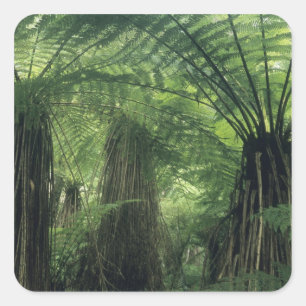 Sticker Carré Nouvelle-Zélande, Haast Valley, Westland, Soft Tre