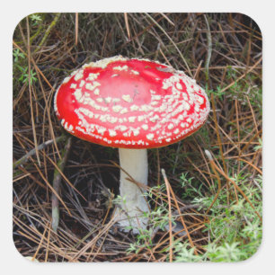 Sticker Carré Nouvelle-Zélande, Rotorua, Taupo Zone volcanique