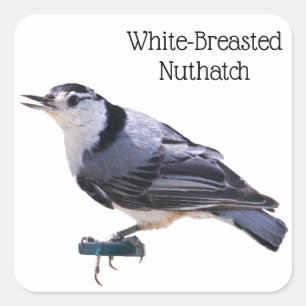Sticker Carré Nuthatch à poitrine blanche