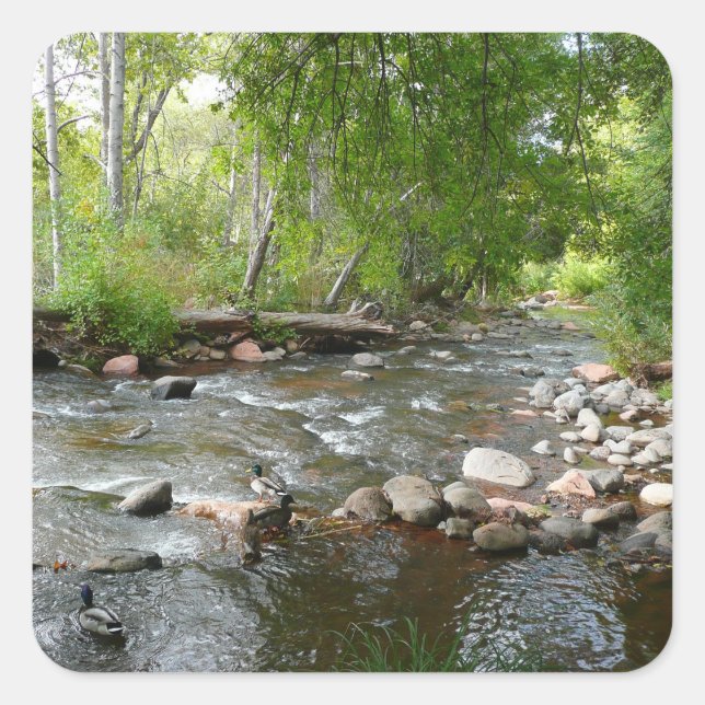 Sticker Carré Oak Creek et Mallard Ducks Photographie naturelle (Devant)