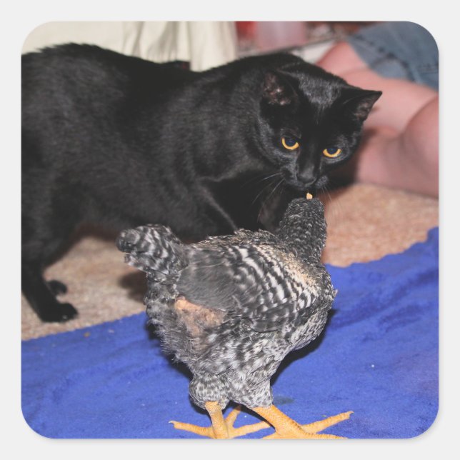 Sticker Carré Observateurs (Devant)