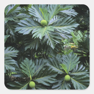 Sticker Carré Océanie, Pacifique Sud, Polynésie française,