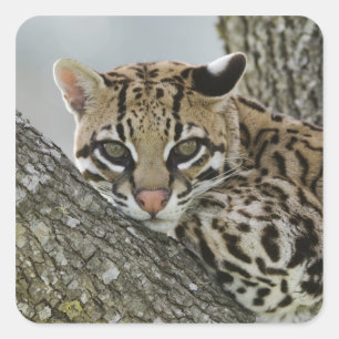 Sticker Carré Ocelot, Felis pardalis, captif, femelle au repos 2