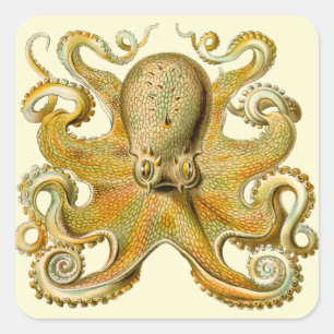 Sticker Carré Octopus illustration antique monstre marin