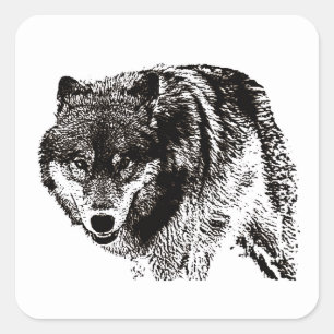 Sticker Carré Oeuvre d'art noir et blanc Wild Wolf