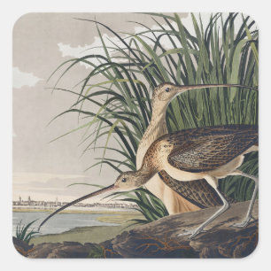 Sticker Carré Œuvre d'art vintage d'oiseau Courlis à long bec d'