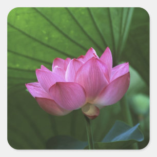 Sticker Carré Ohga Lotus, Jardin Sankei-en, Yokohama, Japon