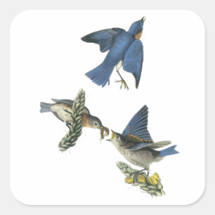 Sticker Carré Oiseau bleu oriental, John Audubon
