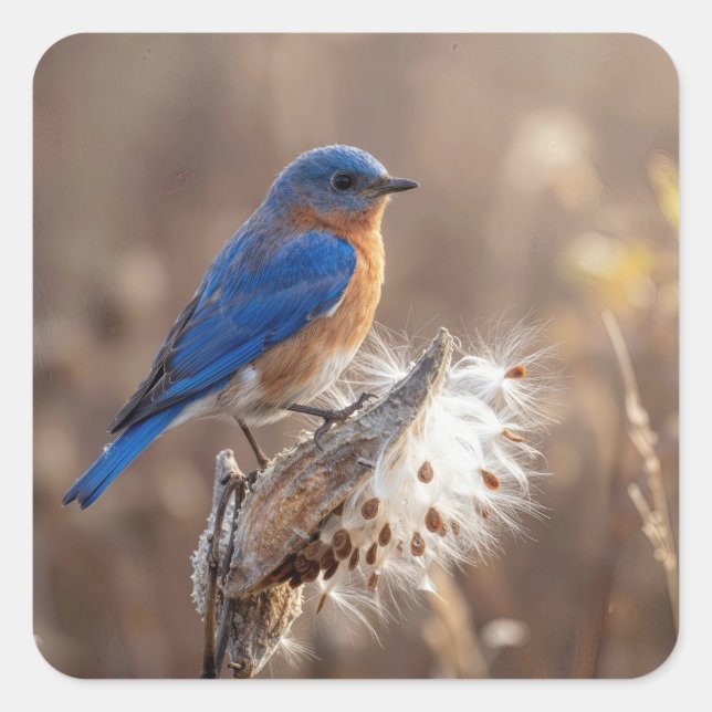 Sticker Carré Oiseau bleu sur une gousse de asclépiade (Devant)