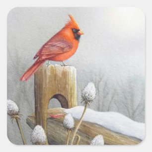 Sticker Carré Oiseau cardinal rouge du Nord sur l'aquarelle de c
