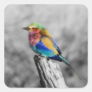 Sticker Carré Oiseau d'arc-en-ciel